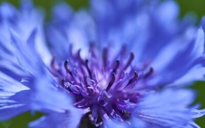 Die Macht der Gedanken oder die Schlange im Kornblumenfeld