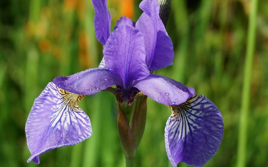 Wie die Menschen in Lemuria lebten
