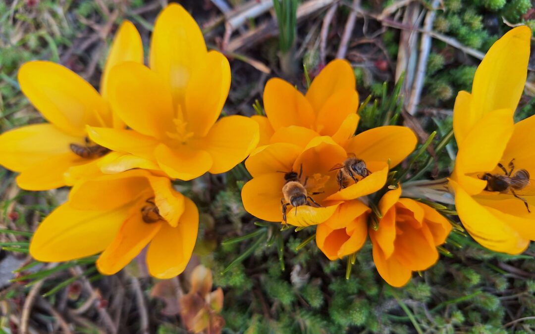 Wo die Aufmerksamkeit hingeht, geht auch der Weg des Lebens hin